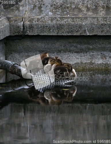 Image of Ducklings resting