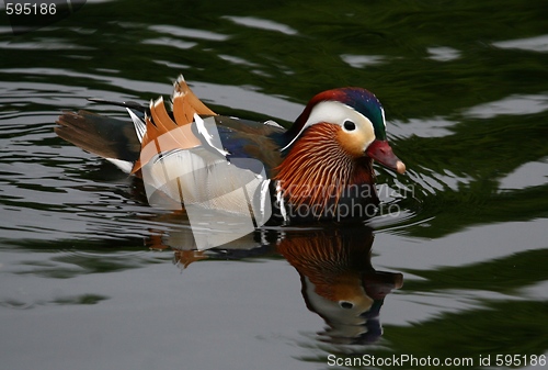 Image of Paradise duck