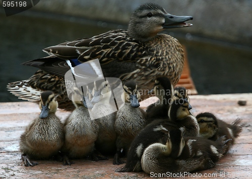 Image of Duck with ducklings