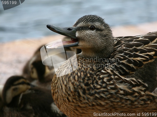 Image of Duck with ducklings