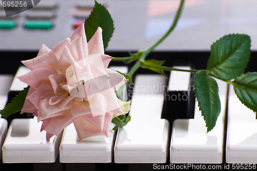 Image of Piano And Rose