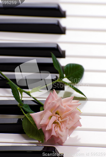Image of Piano With Rose
