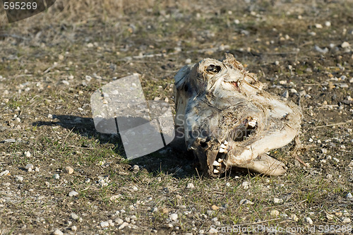 Image of Horse Skull