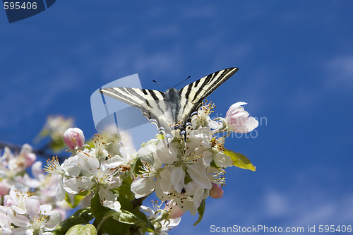 Image of Butterfly