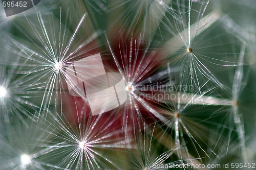 Image of Dandelion Seed Head