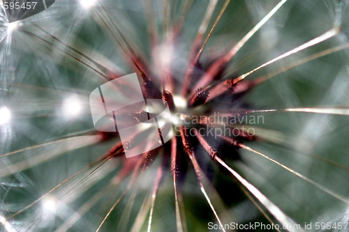 Image of Dandelion Seed Head