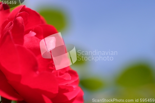 Image of Red Rose