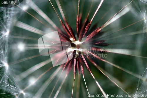 Image of Dandelion Seed Head