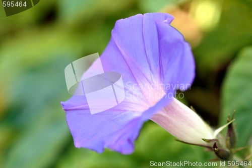 Image of Purple Morning Glory