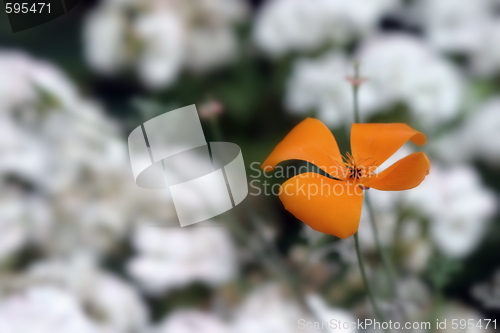 Image of California Poppy