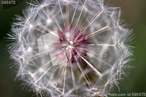 Image of Dandelion Seed Head