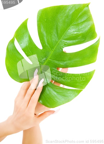 Image of female hands with green leaf