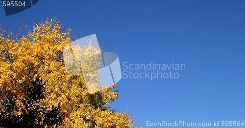 Image of Yellow Autumn Tree