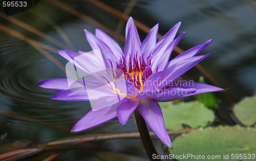 Image of Water lilly 2