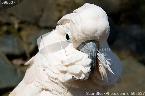 Image of portrait of a white cockatoo