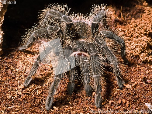 Image of giant bird eating spider