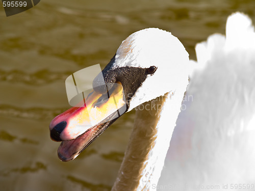 Image of One angry swan telling you who is boss