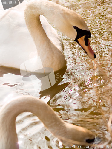 Image of Two beautiful swans feeding in a lake