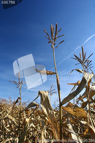 Image of corn field