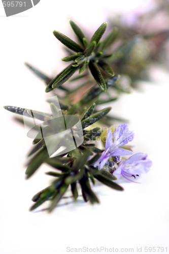 Image of Rosemary