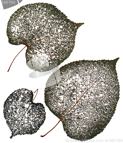 Image of Dried Leaves