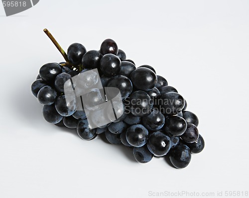 Image of Black vine