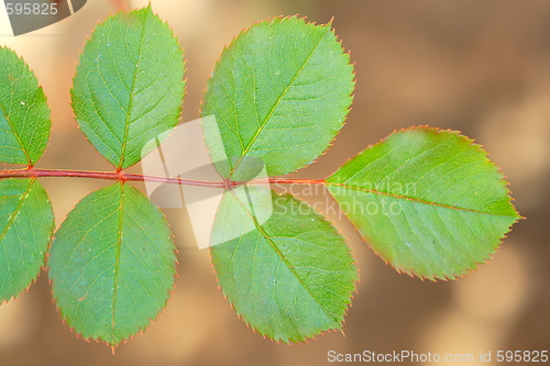 Image of Leaves