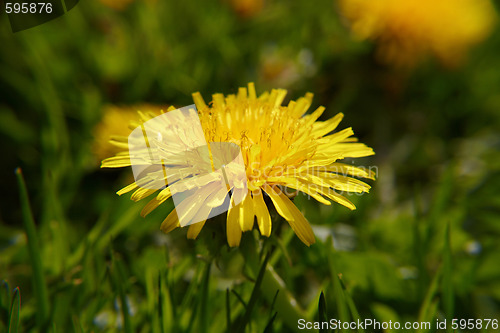 Image of Close up dandelion