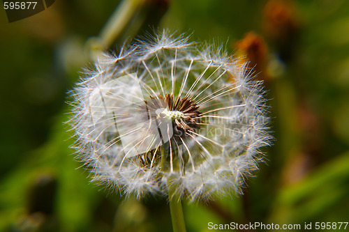 Image of Dandelion bracts close-up