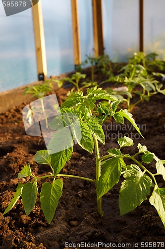 Image of Tomatoe plant