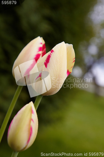 Image of Spring tulips