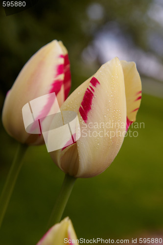 Image of Spring tulips