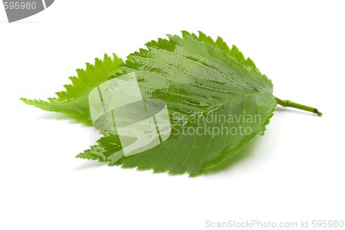 Image of green leaves