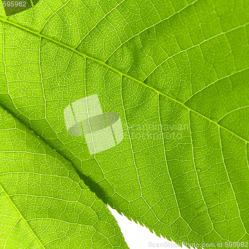 Image of structure of a green leaf