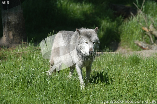 Image of Walking Wolf