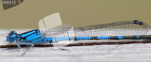 Image of dragon fly