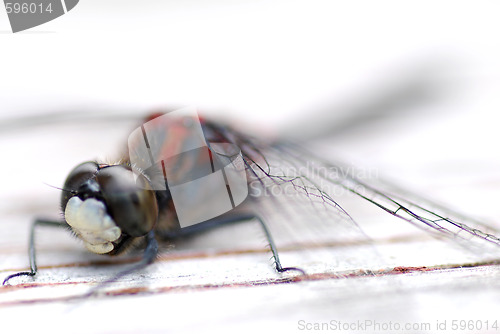 Image of dragon fly
