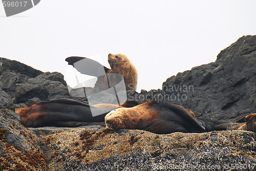 Image of sealion