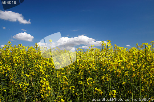 Image of Landscape of colza field