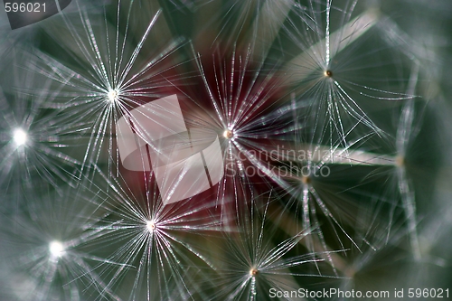 Image of Dandelion Seed Head