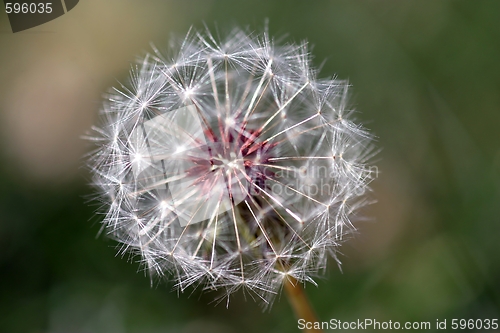 Image of Dandelion Seed Head