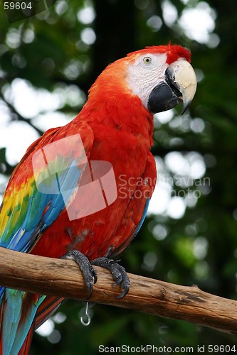 Image of Parrot