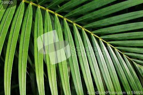 Image of Palm Leaf