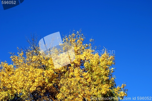 Image of Yellow Autumn Tree