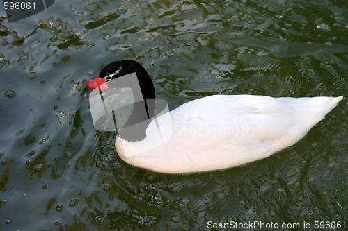 Image of Duck