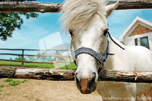 Image of White horse portrait