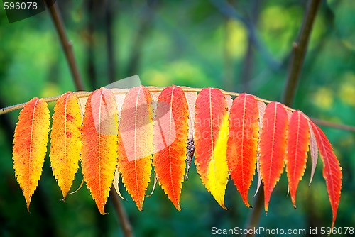 Image of Autumn leaves