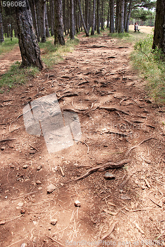 Image of Forest path - root pattern