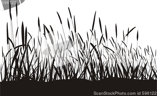 Image of Grass On White Background, Isolated Vector