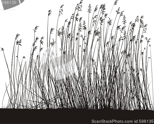 Image of Reeds On White Background, Isolated Vector